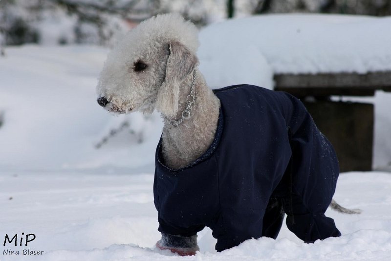 2010-12-25 Airis Blue Volshebny Svet (12).jpg